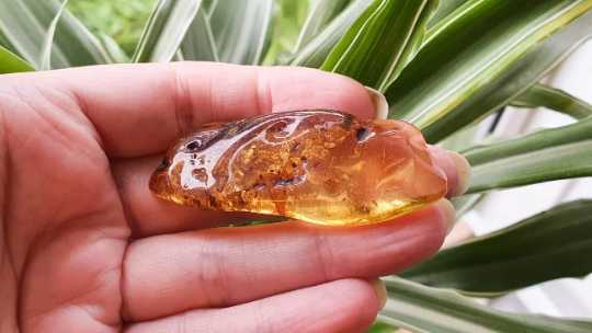 Baltic Amber Freeforms