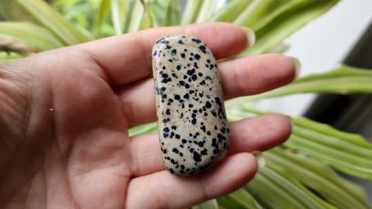 Large Dalmatian Jasper worry stone